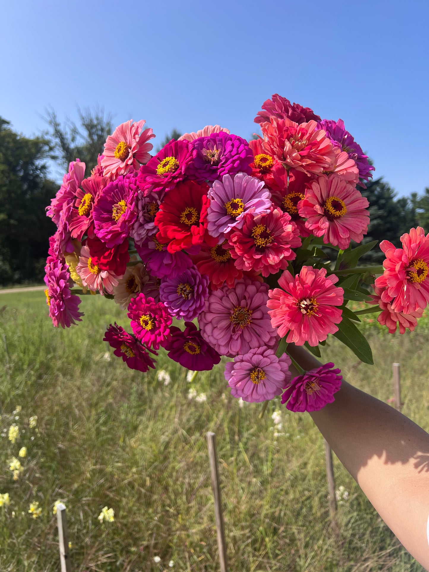 Zinnia Mix Seeds