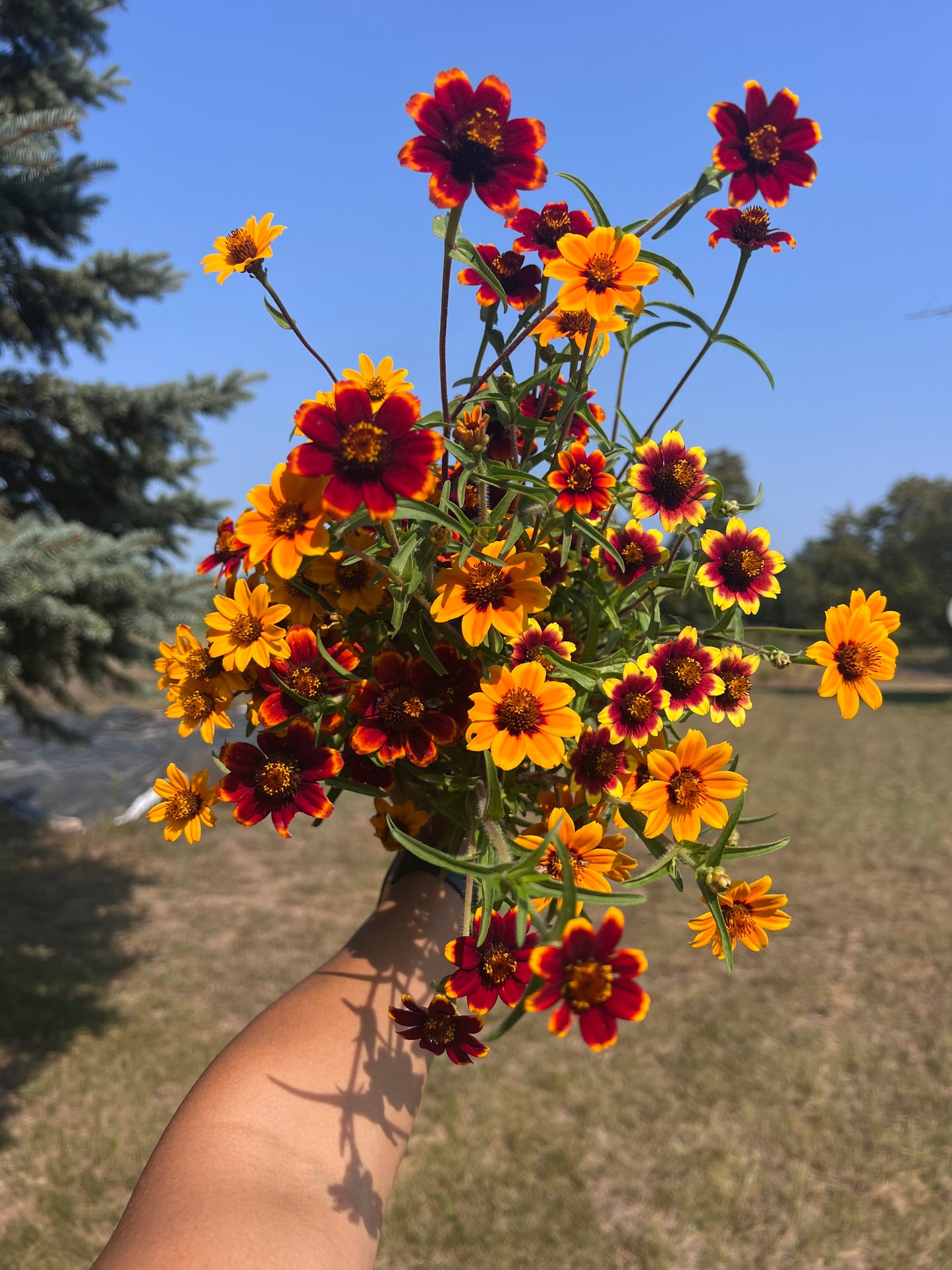 Persian Carpet Zinnia Mix Seeds