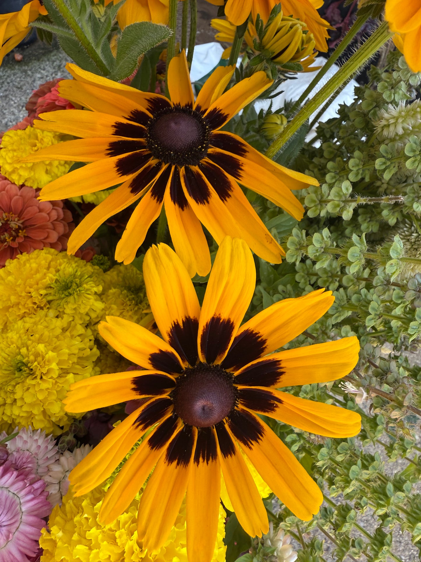 Rudbeckia Seeds