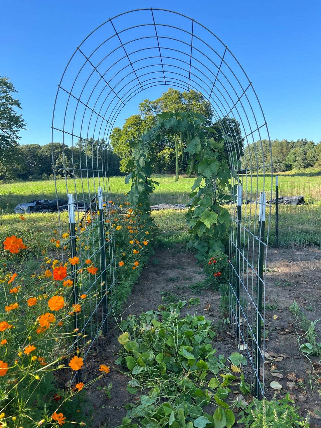 Vertical Gardening - For Everyone!