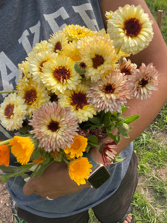 Calendula Mix Seeds