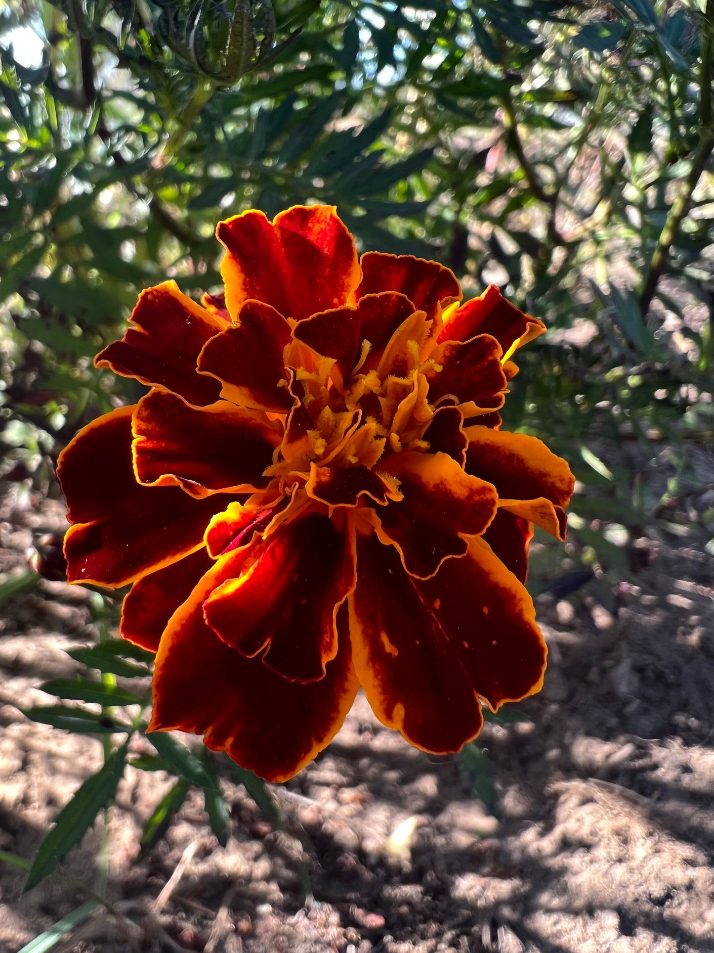 Marigold Seeds