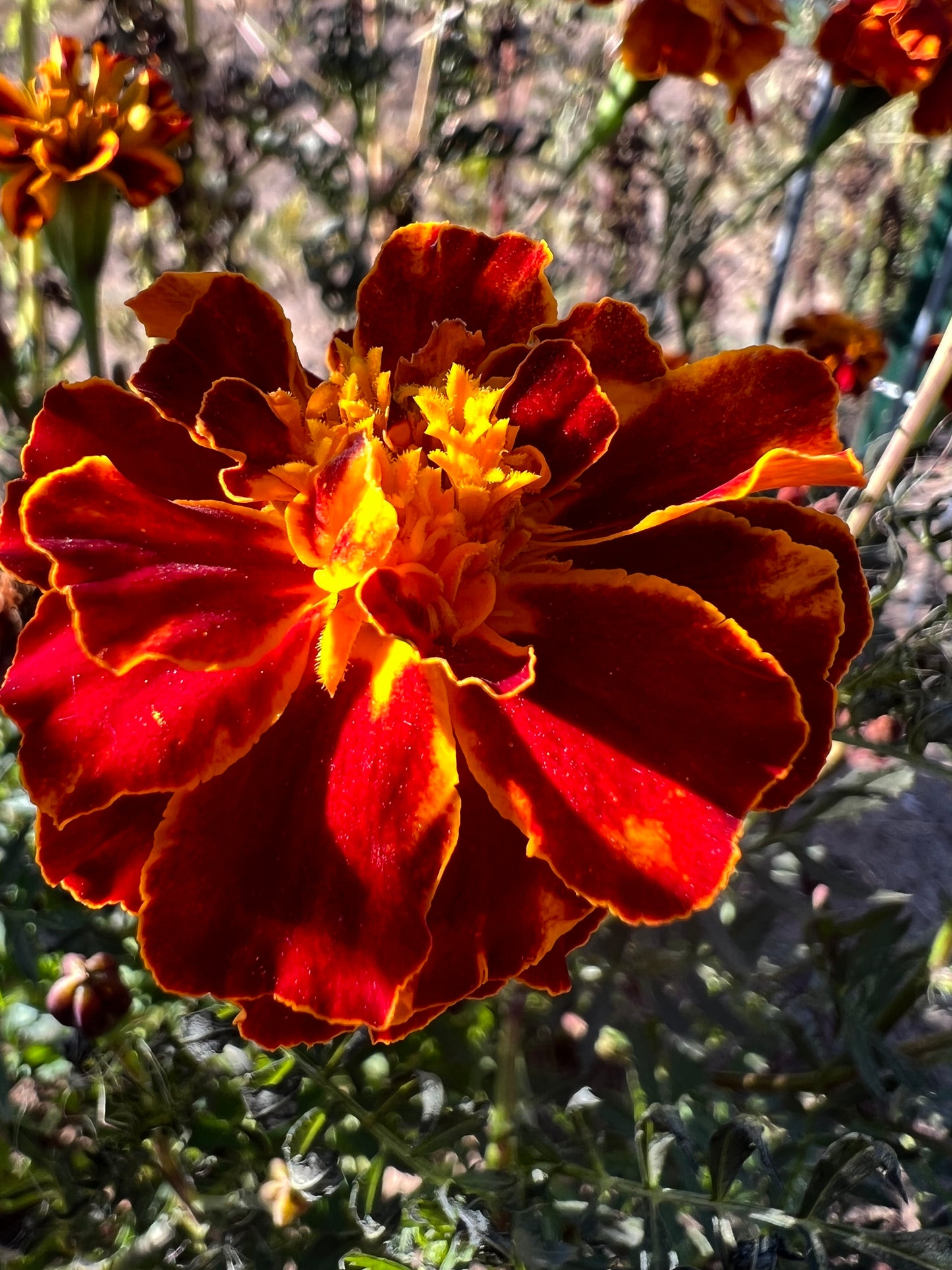Marigold Seeds