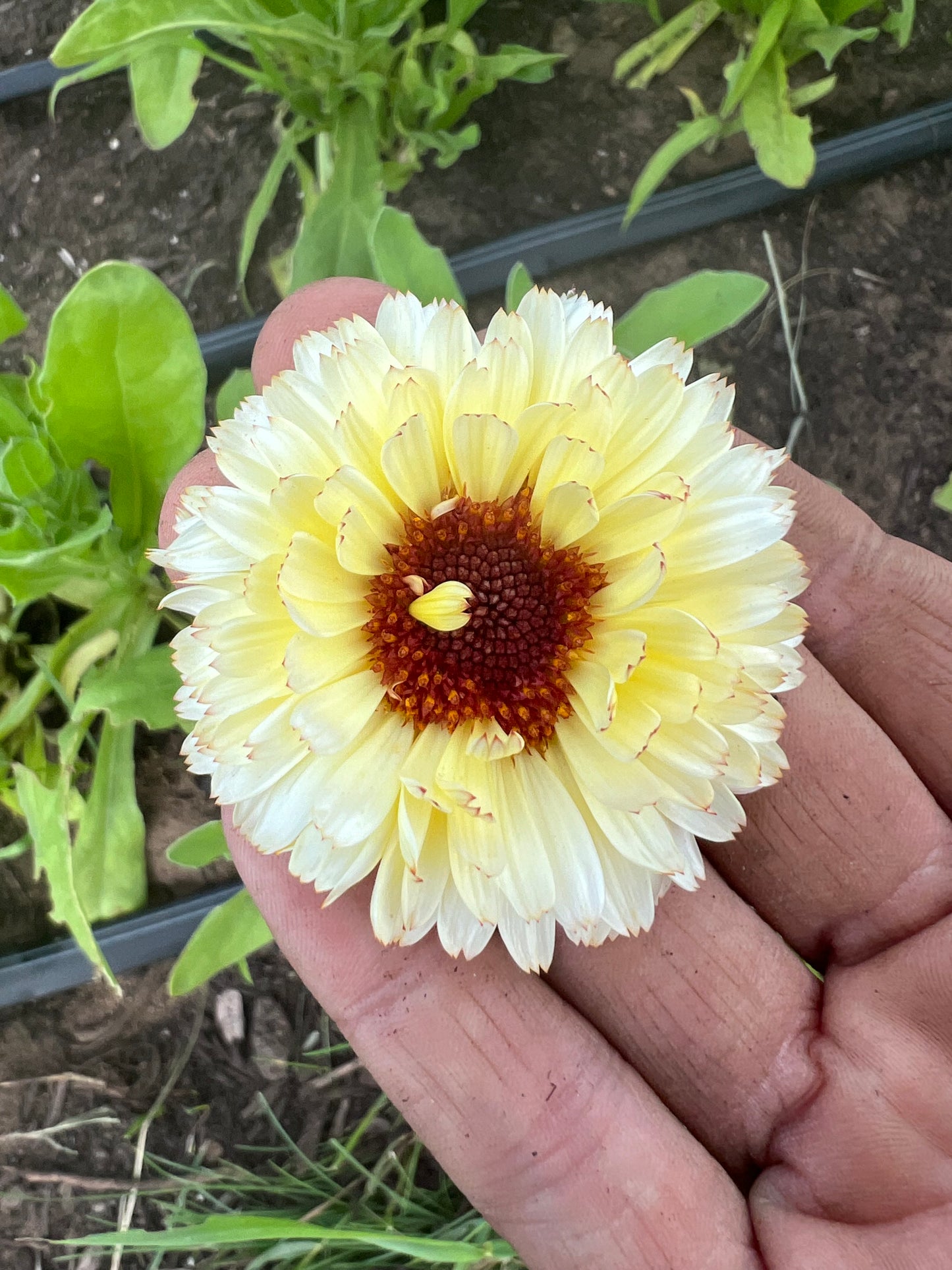 Calendula Mix Seeds