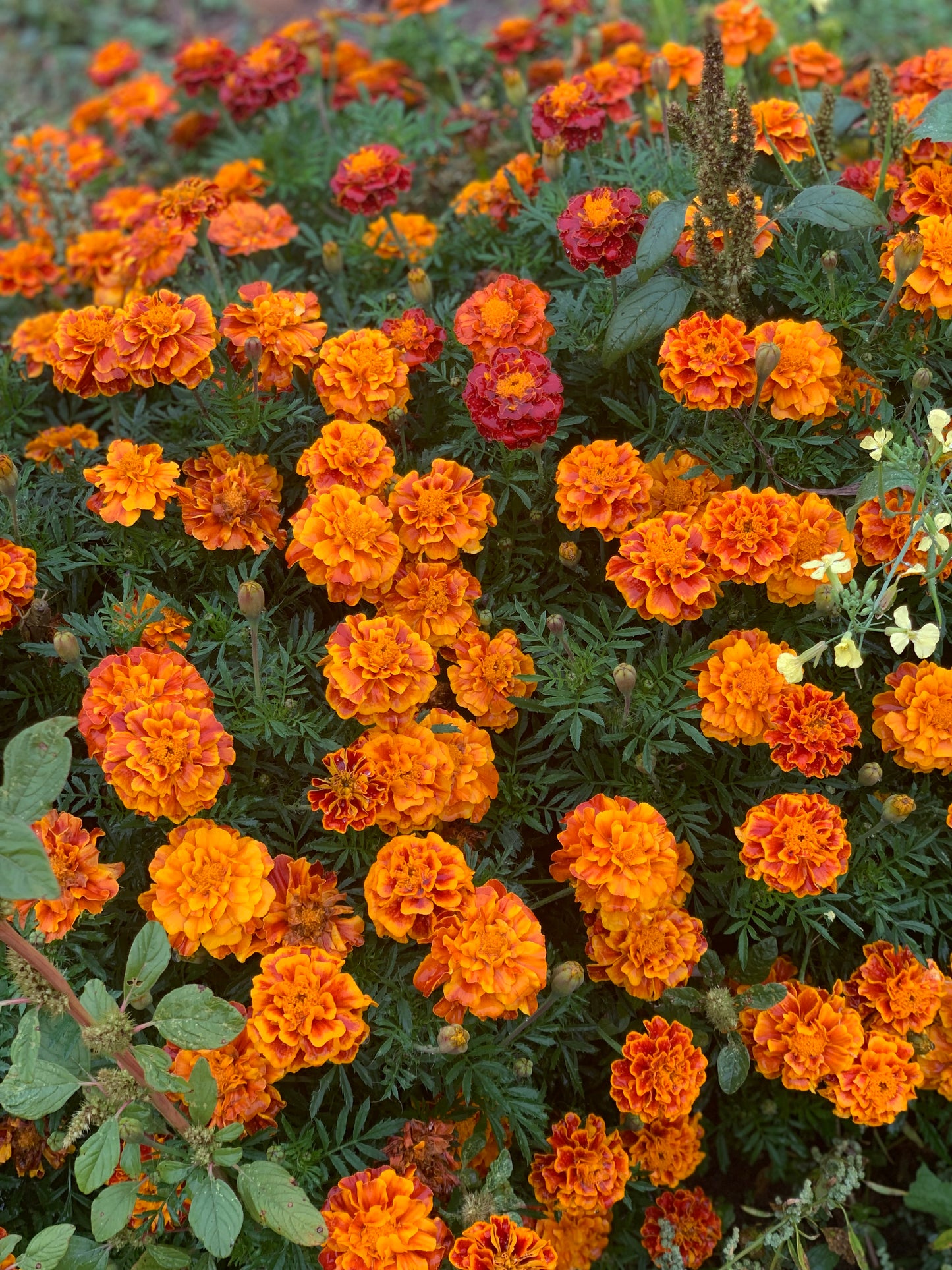 Marigold Seeds