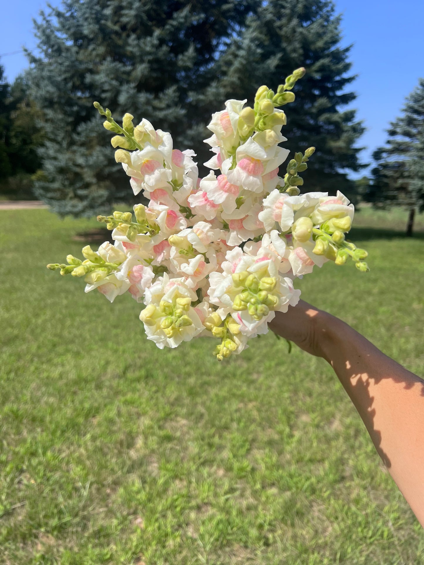 2026 Summer Subscription - Weekly