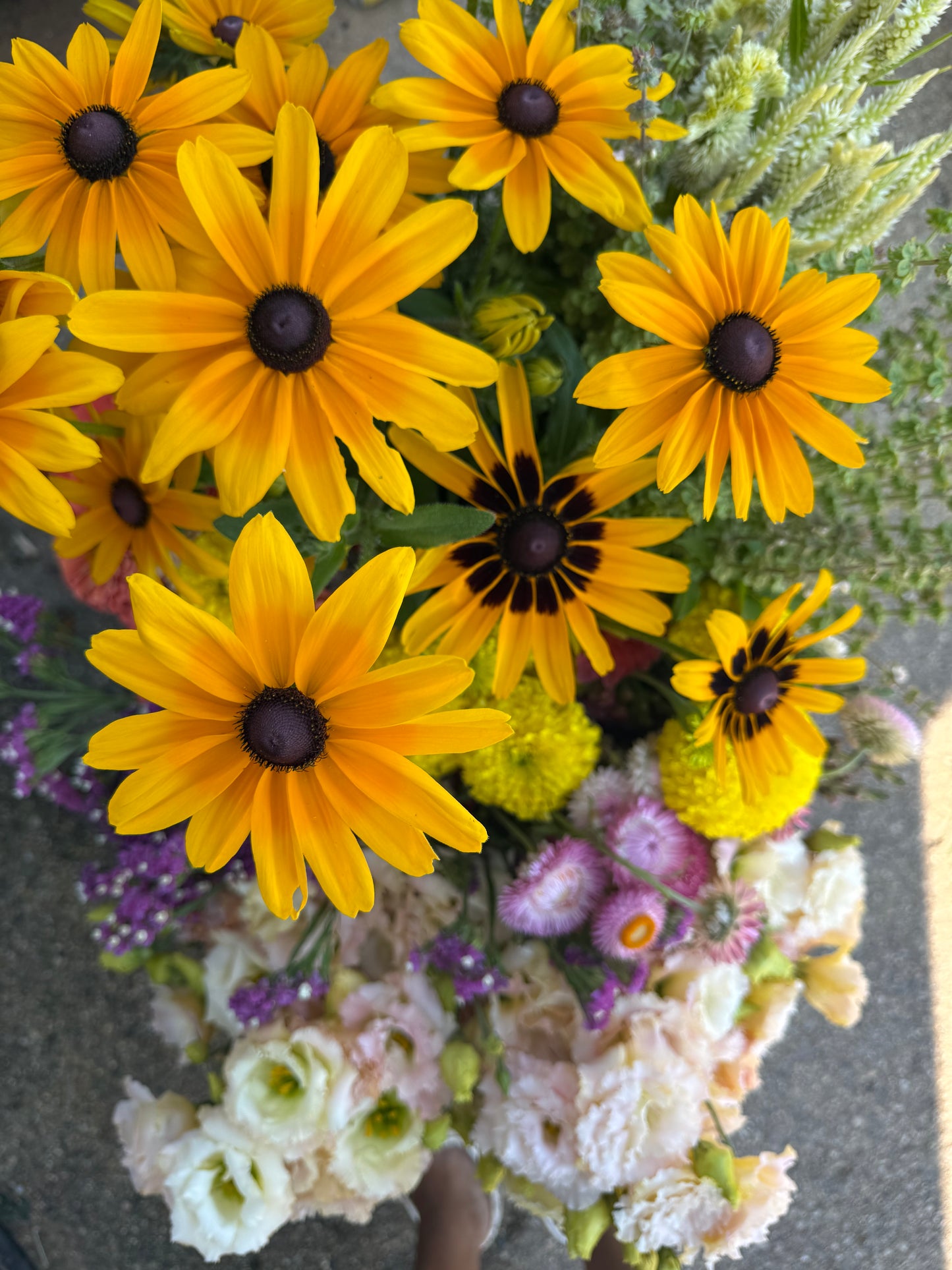 Rudbeckia Seeds