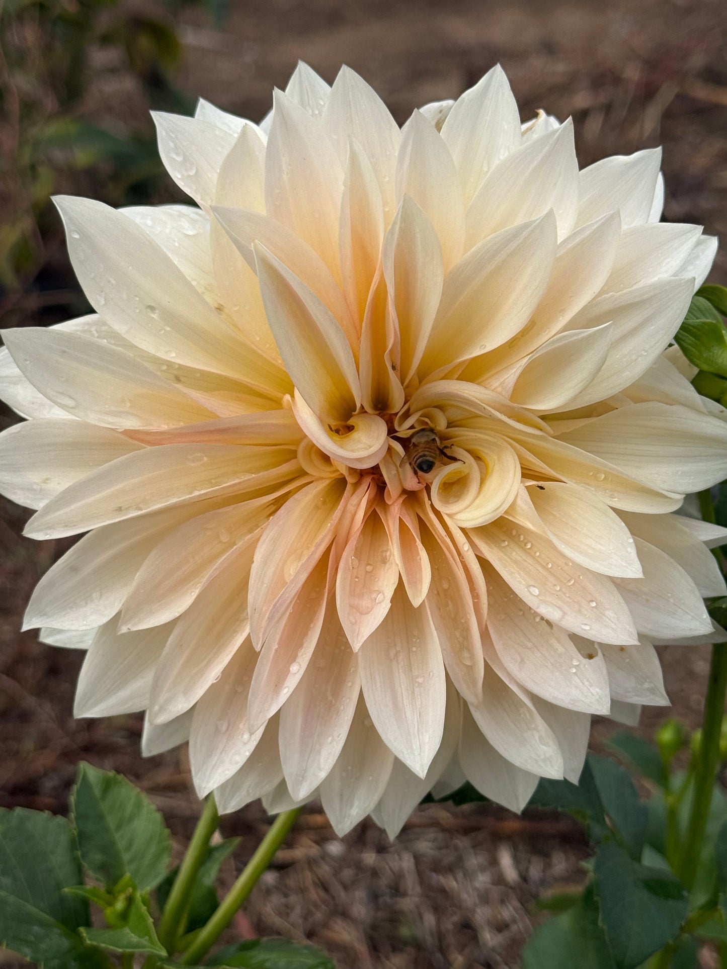 Dahlia Seeds