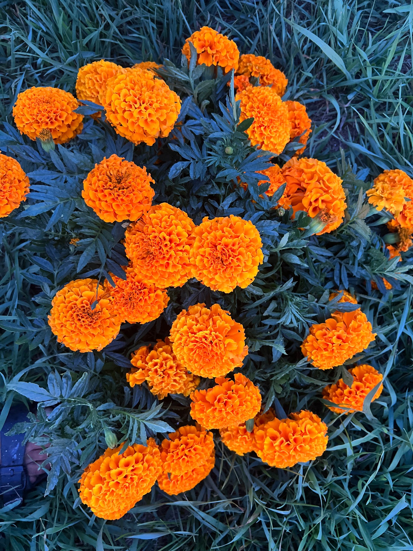 Marigold Seeds