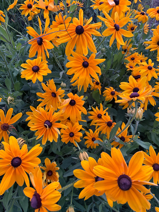 Rudbeckia Seeds