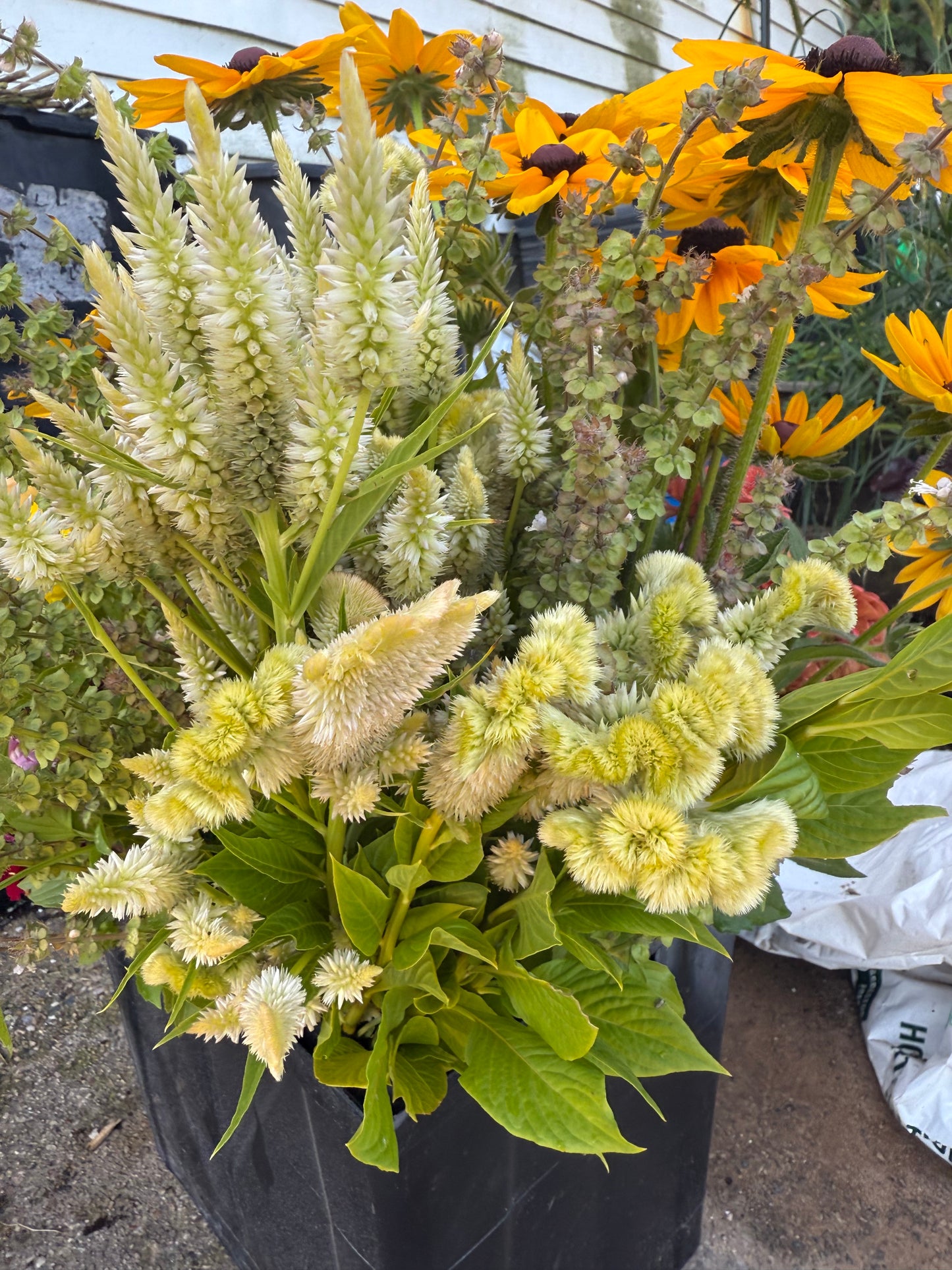 Celosia Mix Seeds