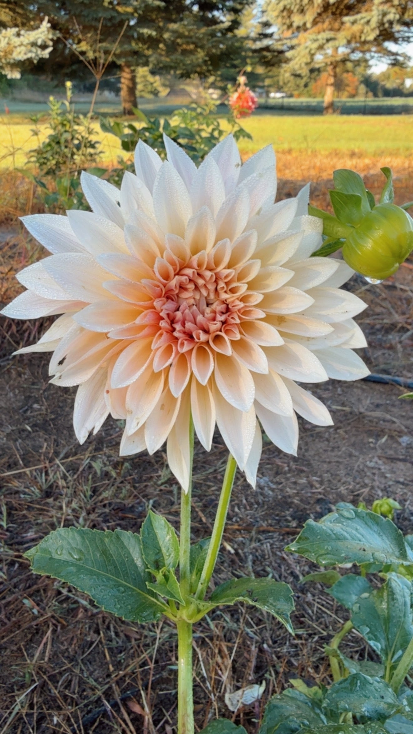 Dahlia Seeds