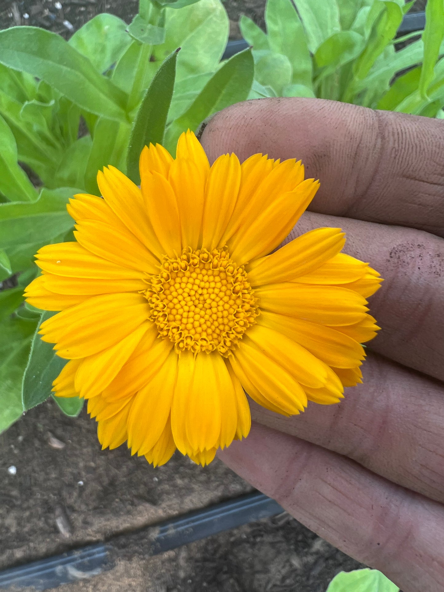 Calendula Mix Seeds