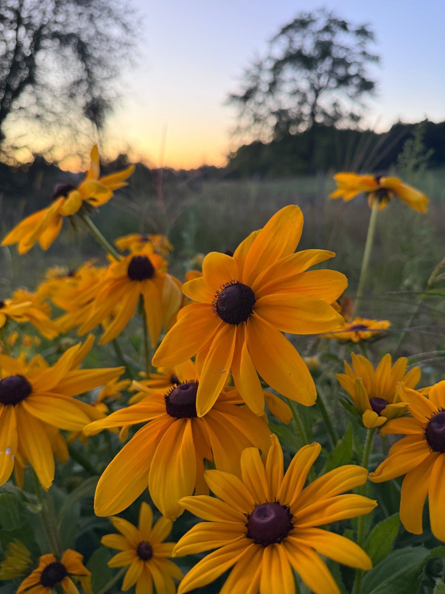 Rudbeckia Seeds