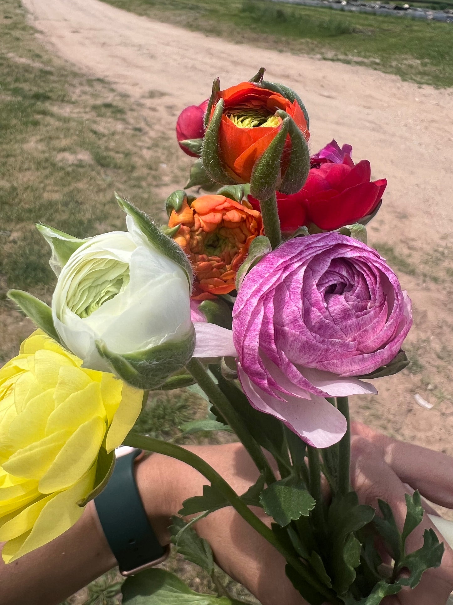 2026 Spring Subscription