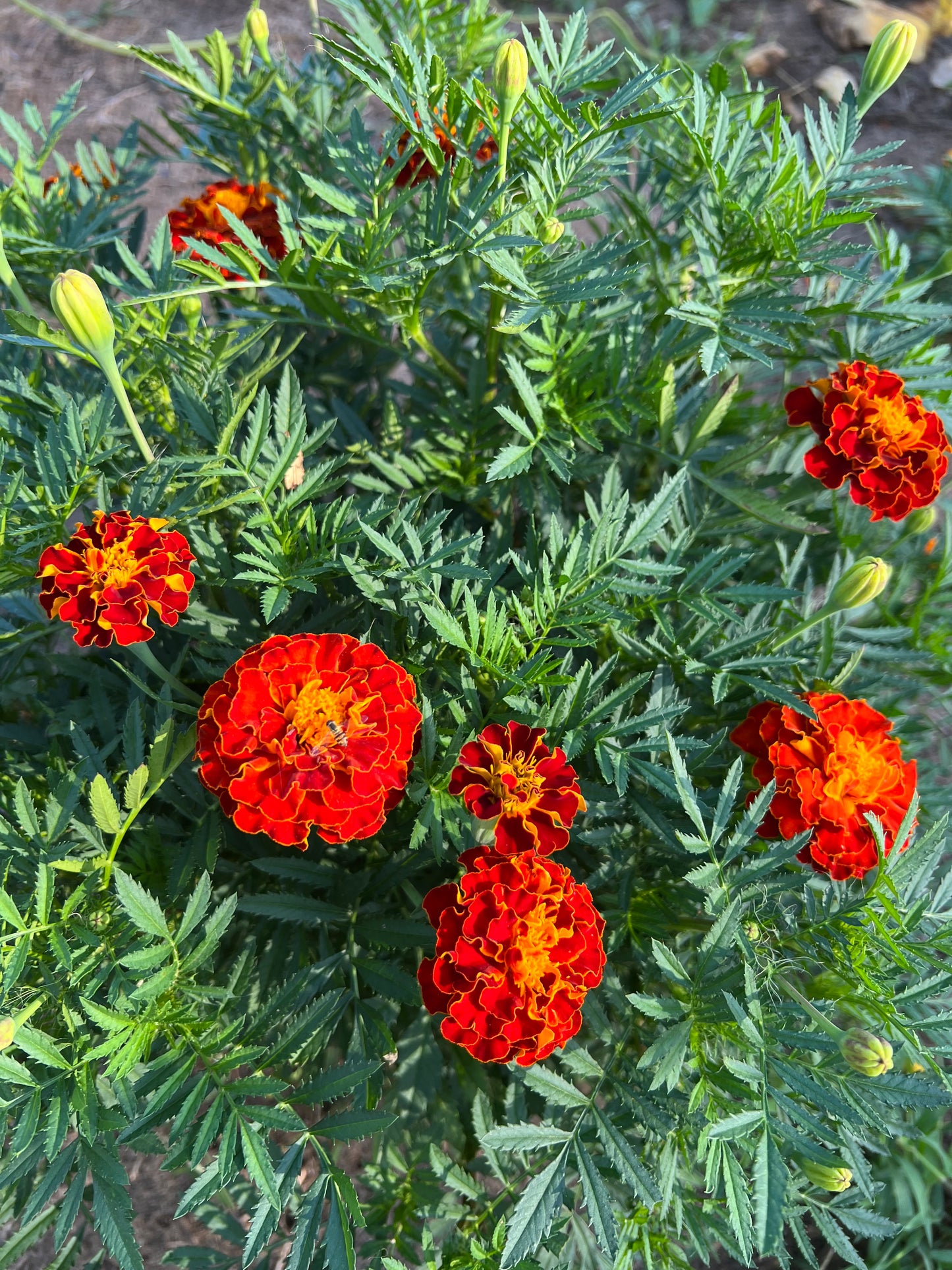 Marigold Seeds