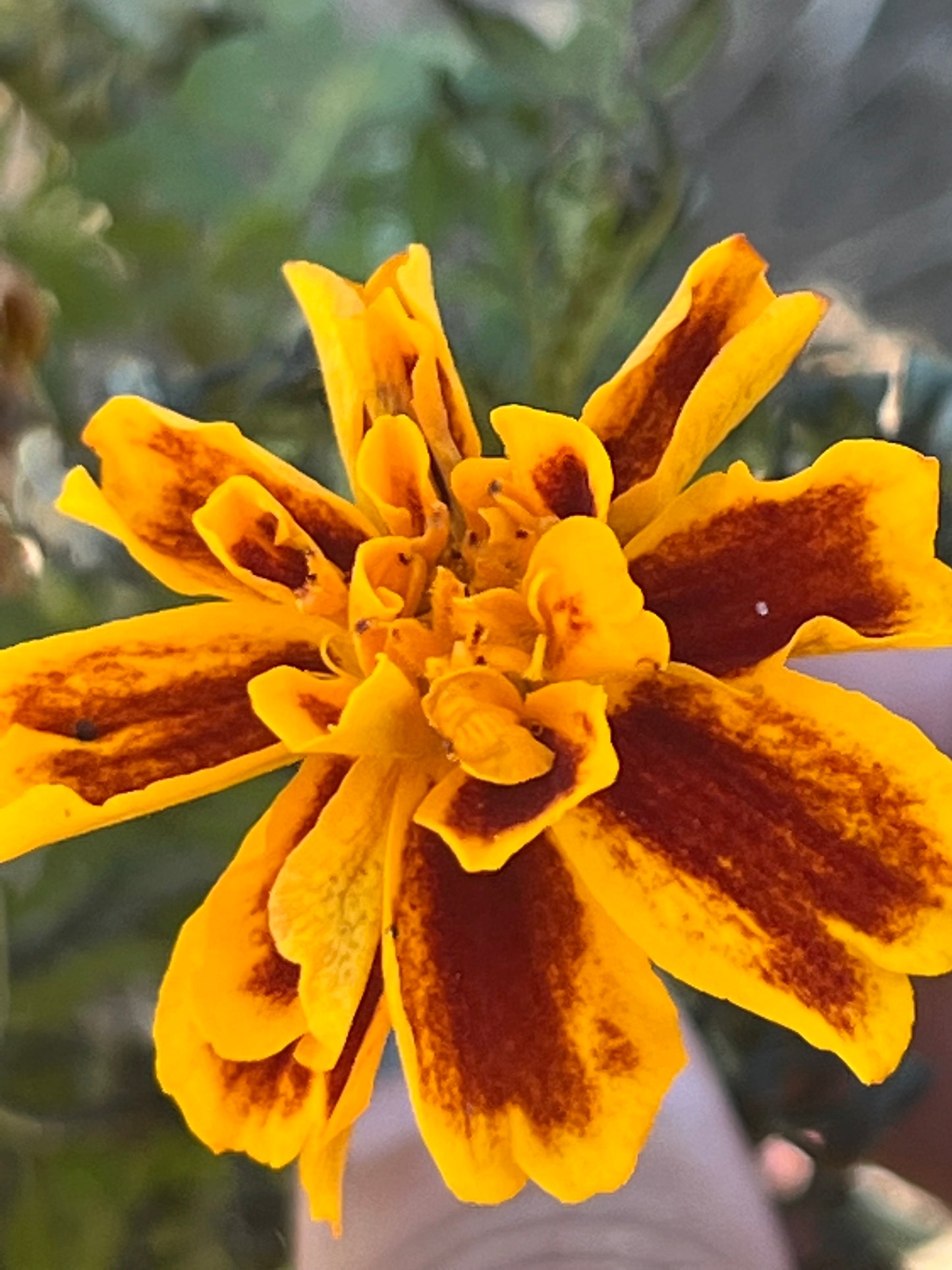Marigold Seeds