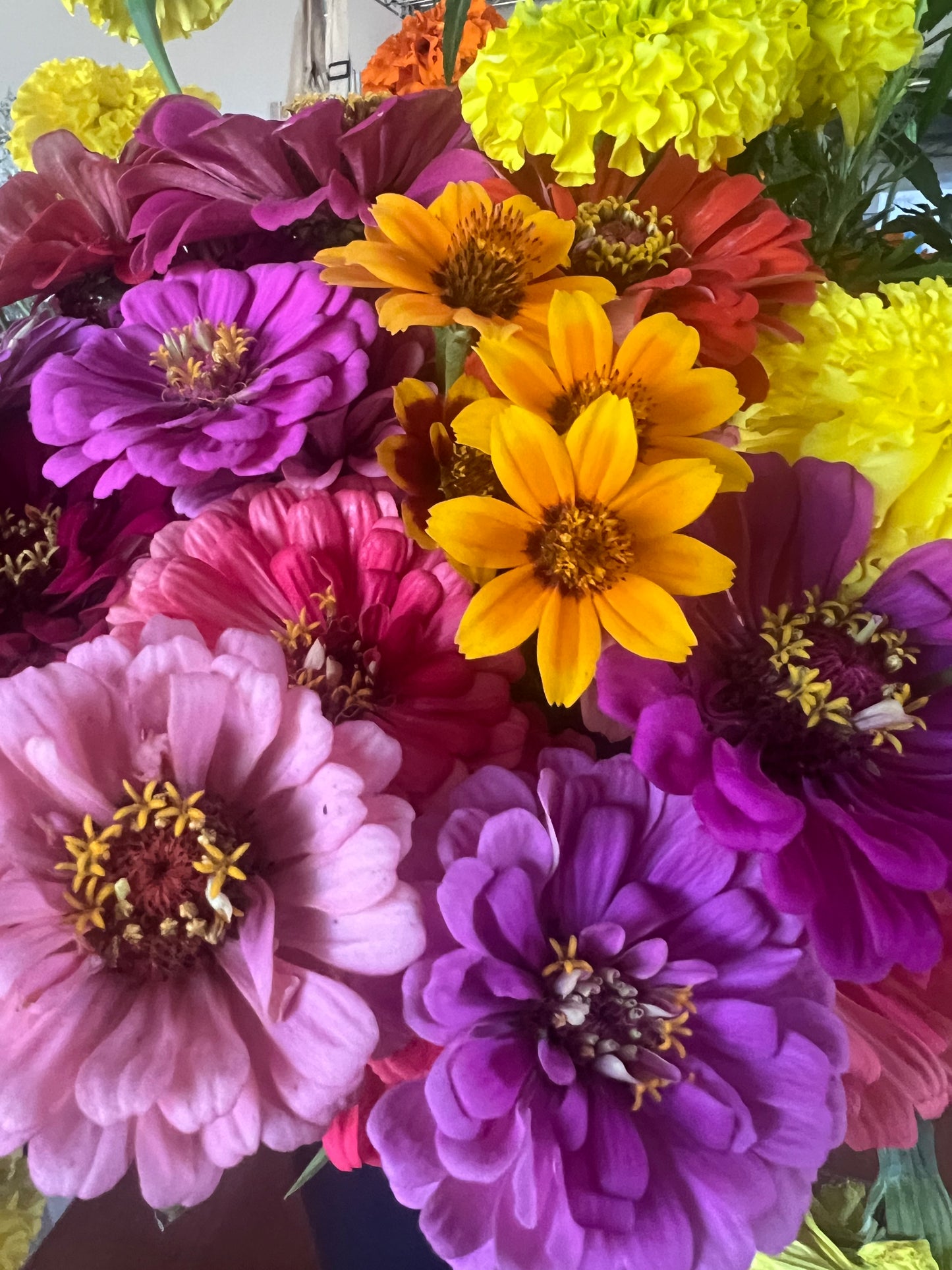 Zinnia Mix Seeds