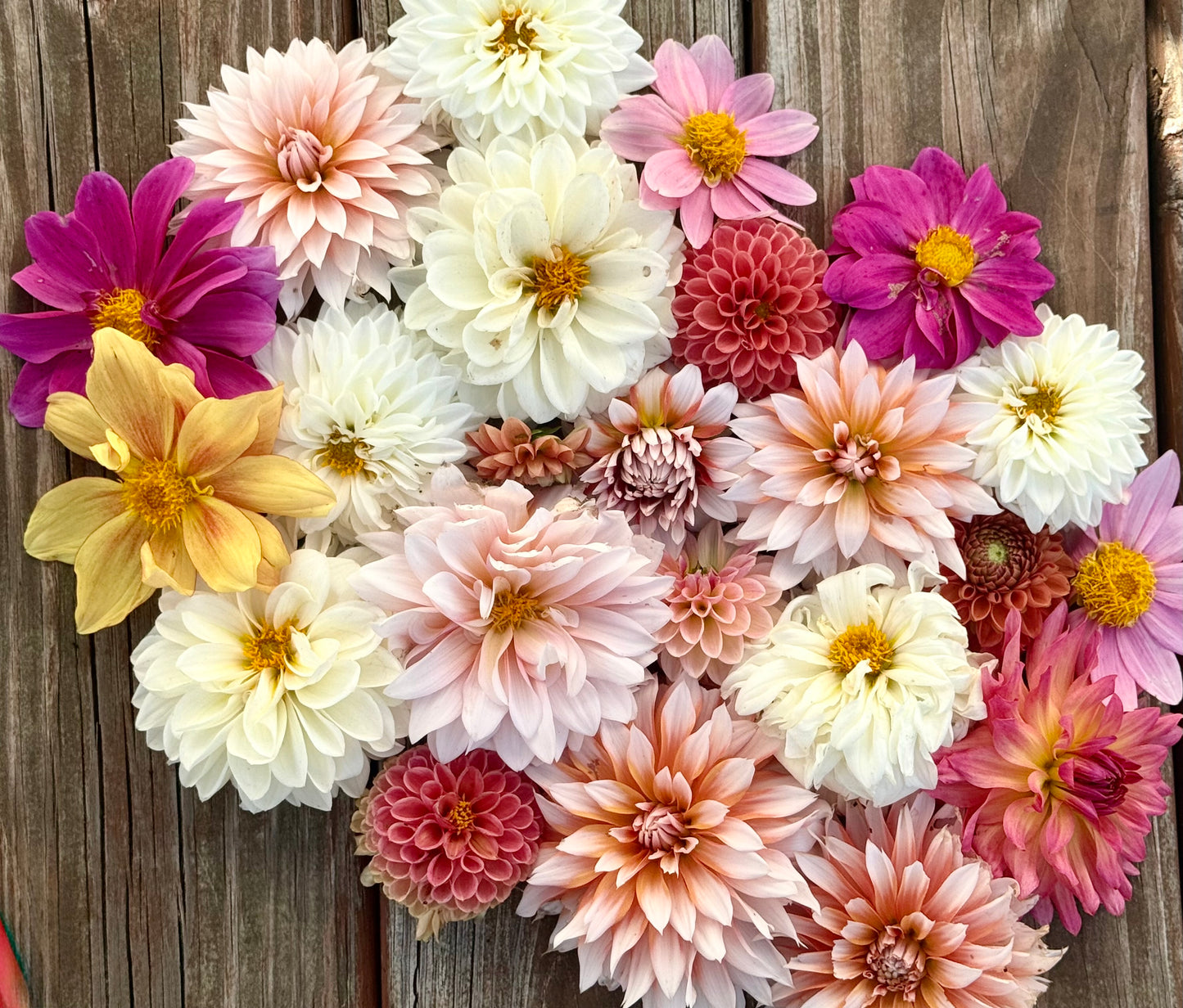 Dahlia Seeds