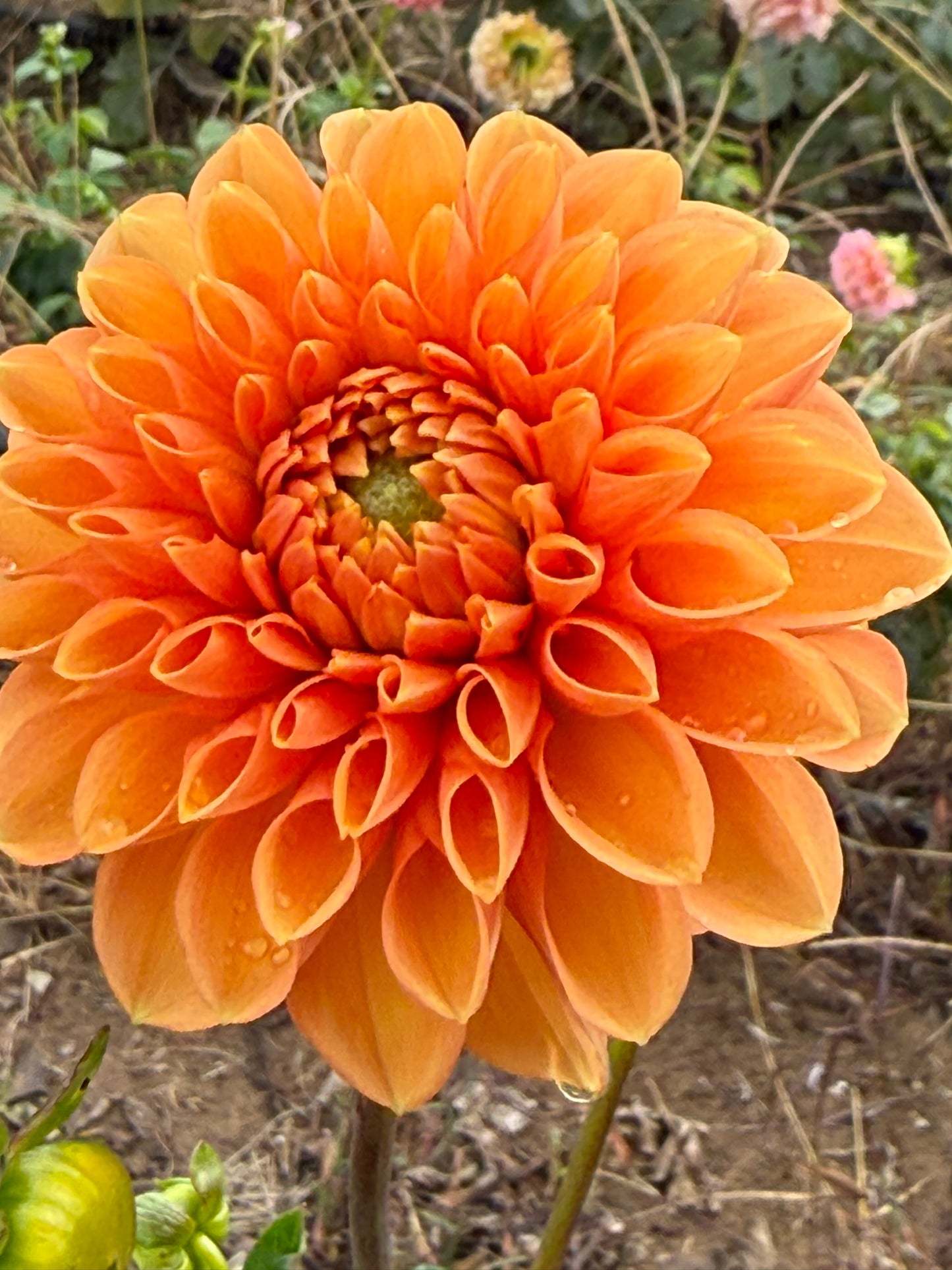 Dahlia Seeds
