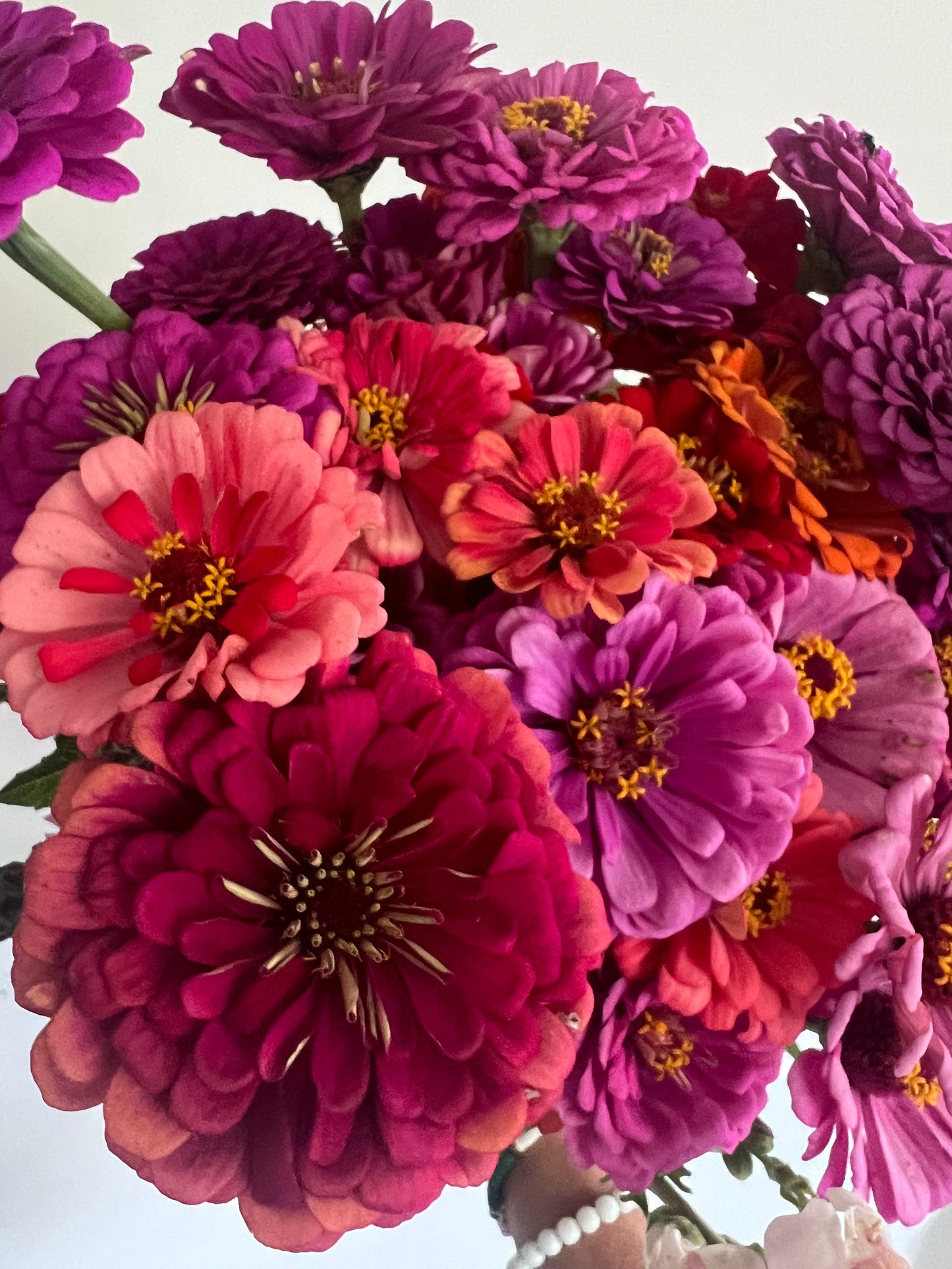 Zinnia Mix Seeds