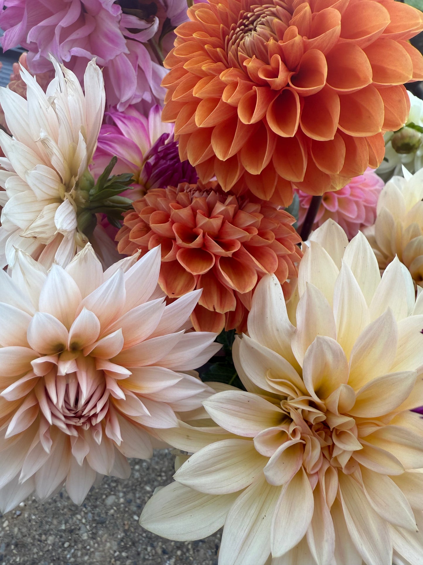 Dahlia Seeds