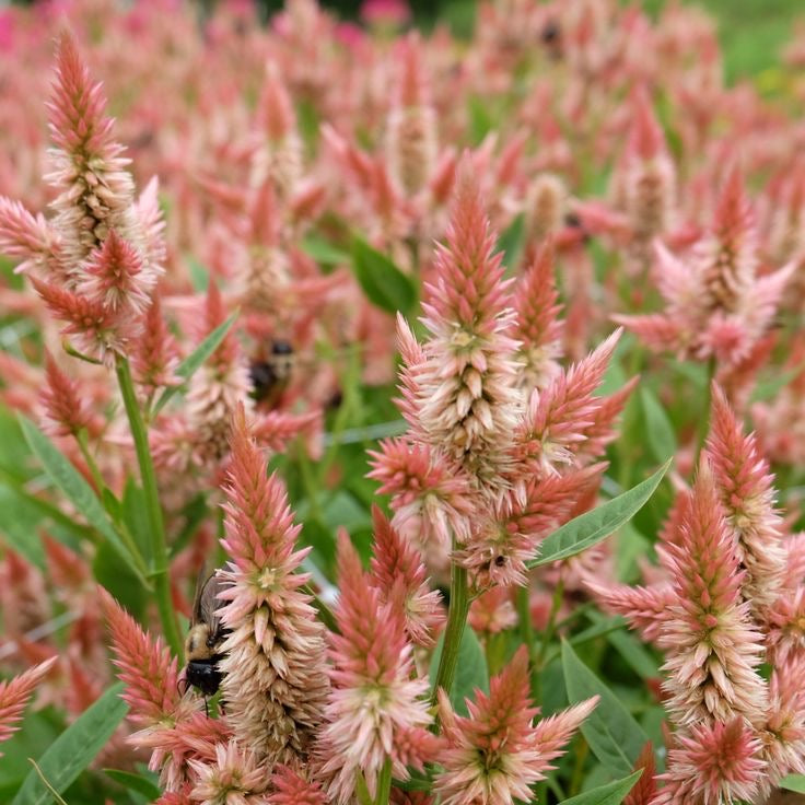 Celosia Mix Seeds