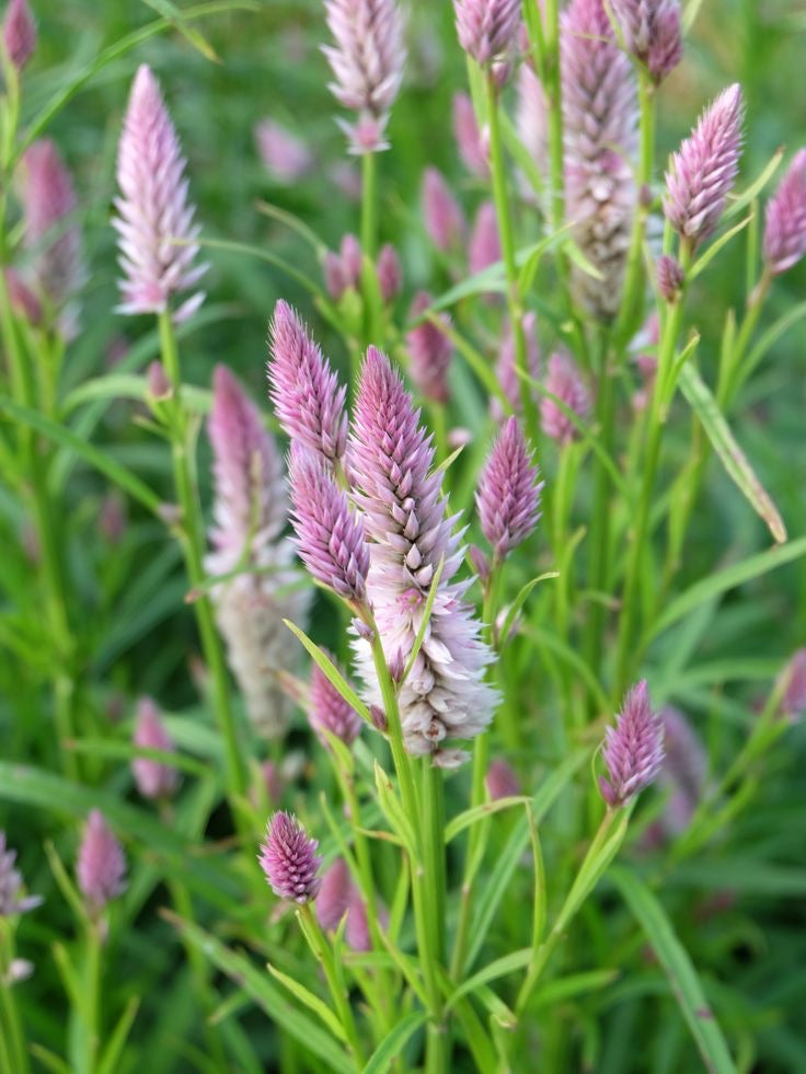 Celosia Mix Seeds